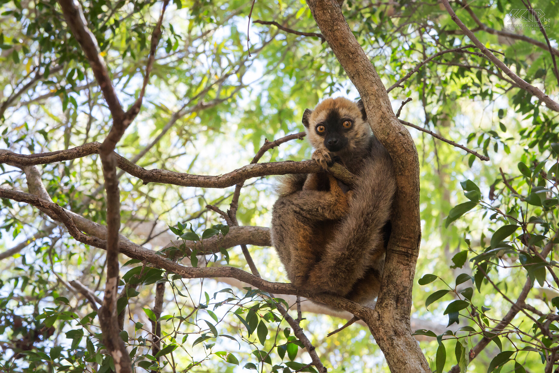 Kirindy - Jonge 'red-fronted brown' maki Nieuwsgierge jonge ‘red-fronted brown lemur’ (Eulemur rufifrons) Stefan Cruysberghs